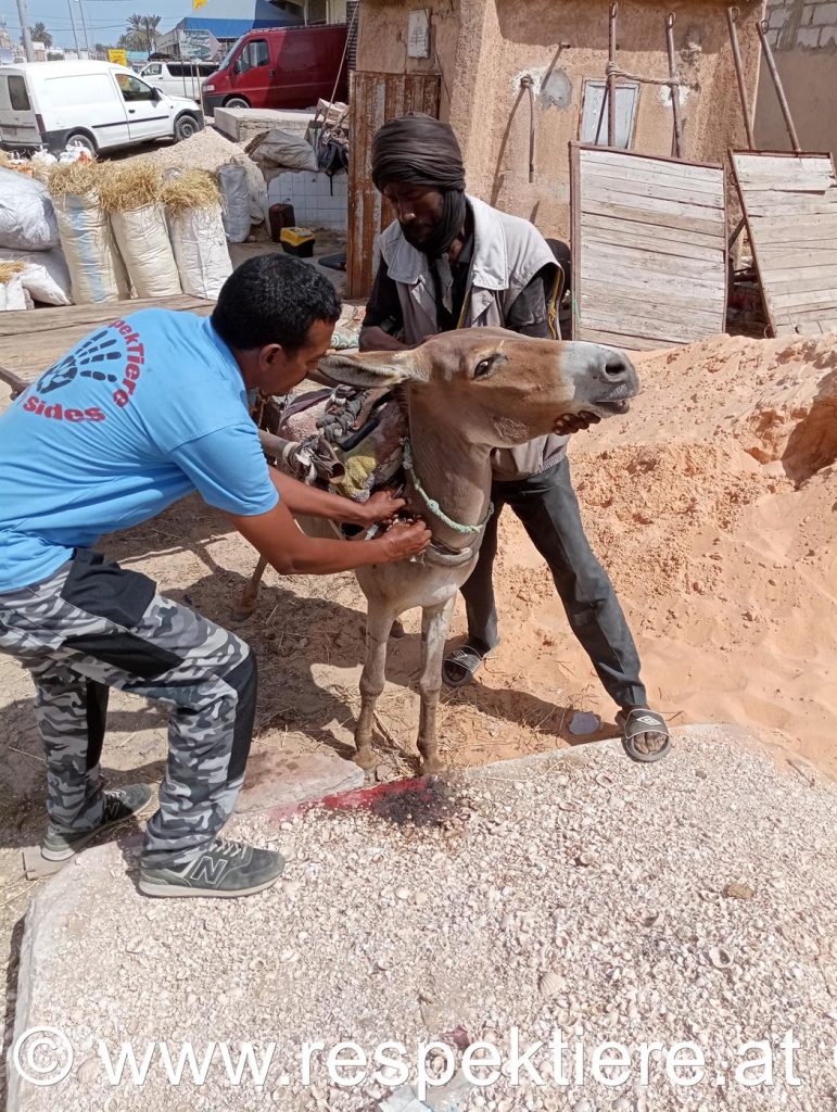 Hund und Esel werden in Mauretanien behandelt
