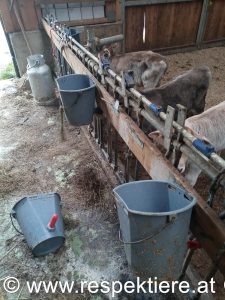 verhungernde Kälber, blutende Kühe, Gülle überall – Anzeige gegen Bio-Hof in Kärnten!