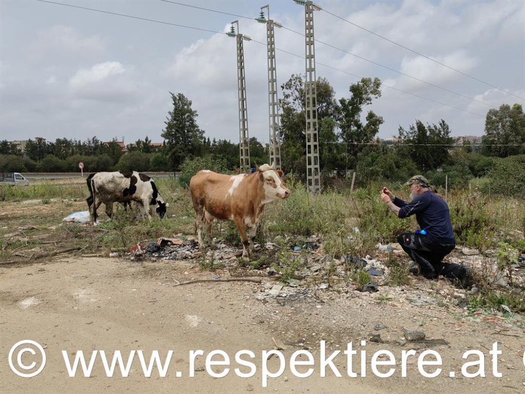 Österreichische Kühe in Algerien