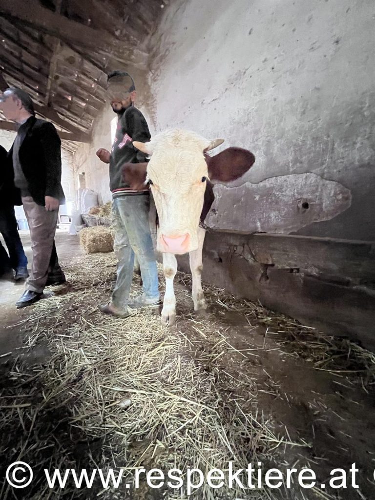 Österreichische Kühe in Algerien