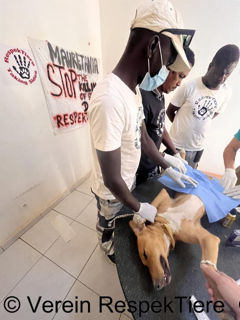 Bolt - der erste im Projekt kastrierte Hund Mauretaniens