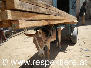 Einsatz für die Esel in Mauretanien