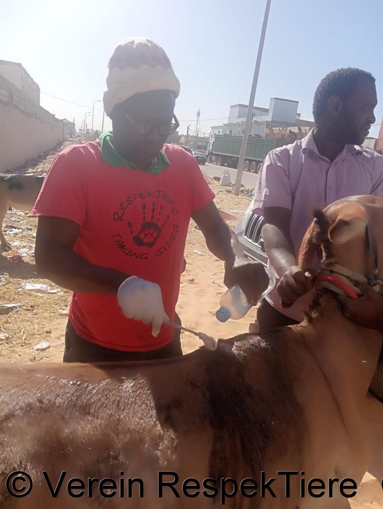 Eselhilfe Mauretanien