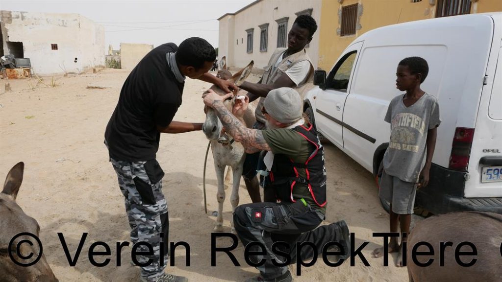 Einsatz für die Esel in Mauretanien