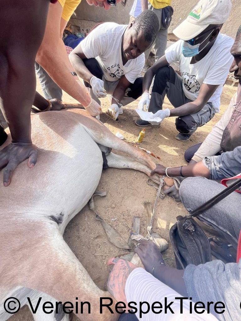 Eselhilfe Mauretanien