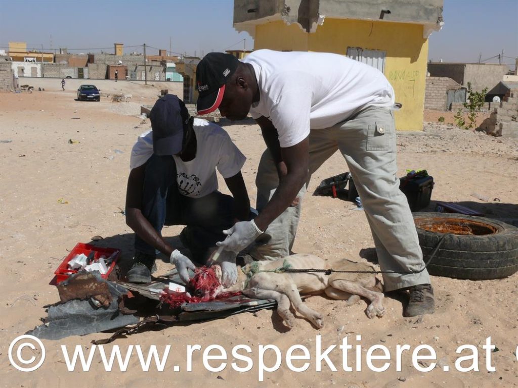 RespekTiere-Mauretanien-Geschichte