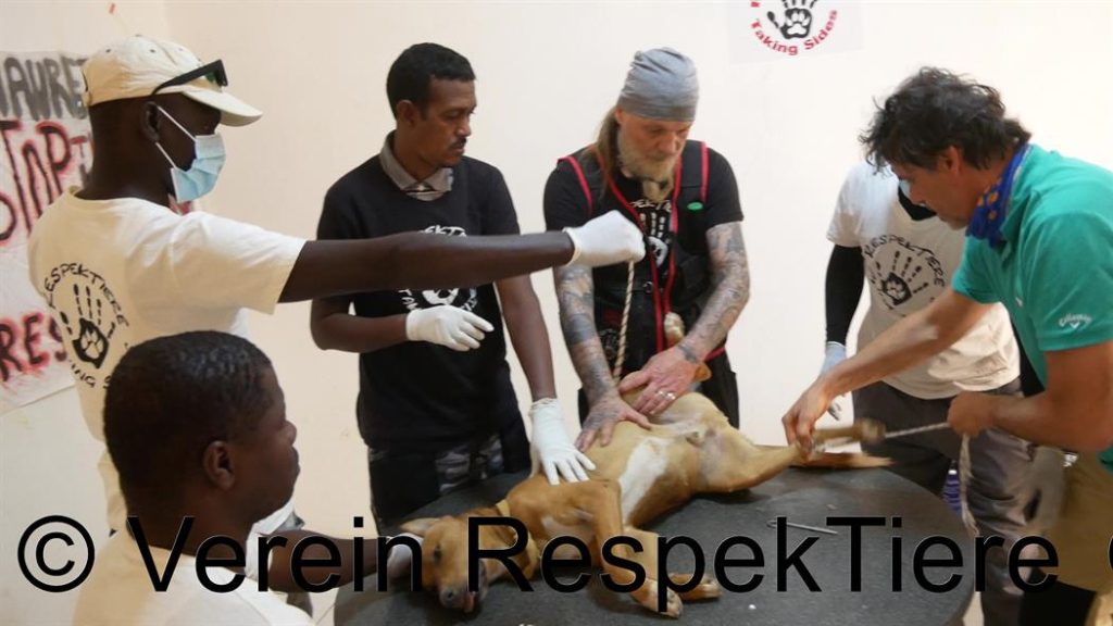 Bolt - der erste im Projekt kastrierte Hund Mauretaniens