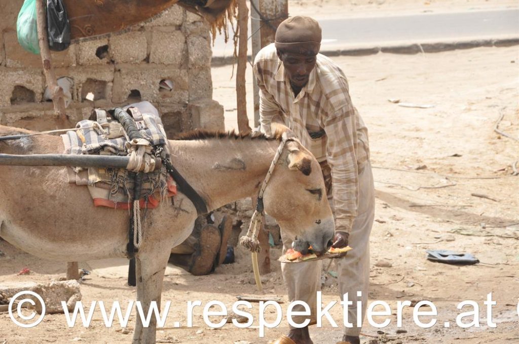 Tierliebe in Mauretanien