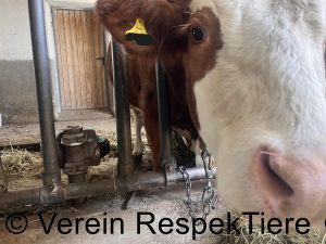 Kettenhaltung Kühe - Stop!