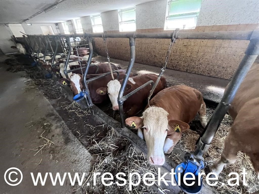Angekettete Kühe in Krems